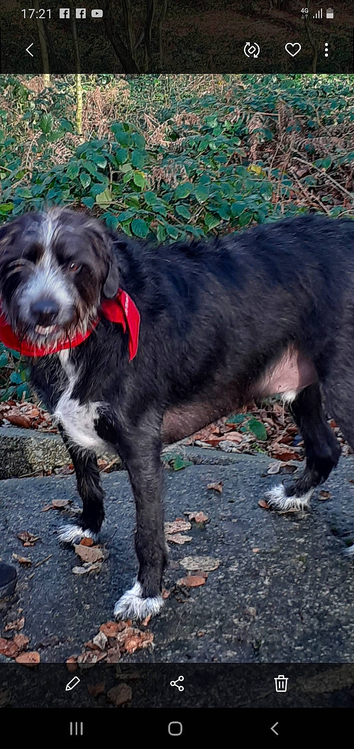 Modjo participe au concours pour gagner de l'argent avec cette photo : canidae, carnivore, dog, dog_breed, german_wirehaired_pointer, hunting_dog, irish_wolfhound, mammal, portuguese_water_dog, rare_breed_dog, spaniel, sporting_group, tail, tibetan_terrier, vertebrate