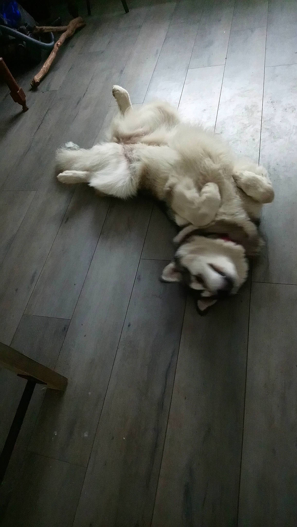 Pépite a rejoint le concours — aidez-le/la à gagner de superbes lots ! canidae, carnivore, companion_dog, dog, dog_breed, fawn, floor, flooring, golden_retriever, hardwood, retriever, sporting_group, tail, wood