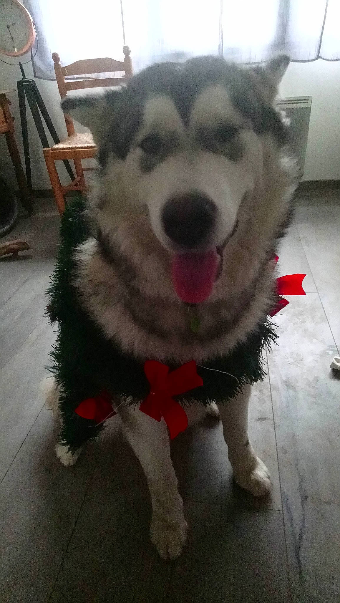 Pépite participe au concours pour gagner de l'argent avec cette photo : alaskan_malamute, canadian_eskimo_dog, canidae, carnivore, dog, dog_breed, mammal, native_american_indian_dog, nose, sakhalin_husky, seppala_siberian_sleddog, siberian_husky, sled_dog, snapshot, snout, sporting_group, tamaskan_dog, vertebrate, wolfdog, working_dog