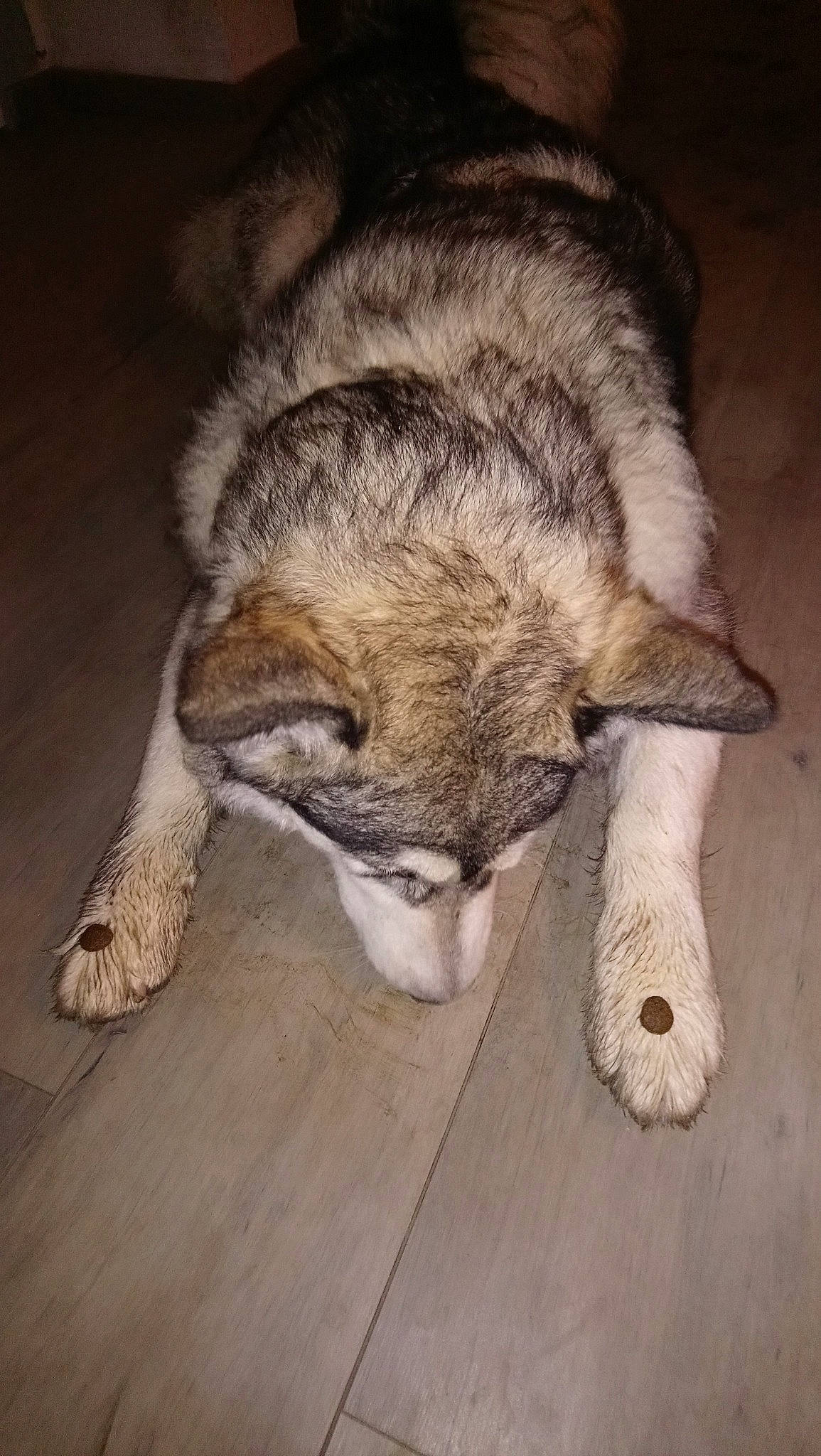 Pépite a rejoint le concours — aidez-le/la à gagner de superbes lots ! alaskan_malamute, canidae, canis, carnivore, czechoslovakian_wolfdog, dog, dog_breed, fur, mammal, native_american_indian_dog, northern_inuit_dog, norwegian_elkhound, saarloos_wolfdog, seppala_siberian_sleddog, siberian_husky, snout, tamaskan_dog, vertebrate, wolf, wolfdog