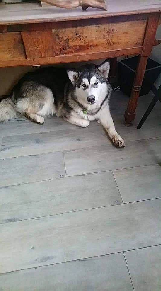 Pépite participe au concours pour gagner de l'argent avec cette photo : alaskan_klee_kai, alaskan_malamute, canidae, carnivore, dog, dog_breed, east_siberian_laika, jamthund, labrador_husky, mammal, miniature_siberian_husky, native_american_indian_dog, northern_inuit_dog, sakhalin_husky, seppala_siberian_sleddog, siberian_husky, sled_dog, tamaskan_dog, vertebrate, wolfdog