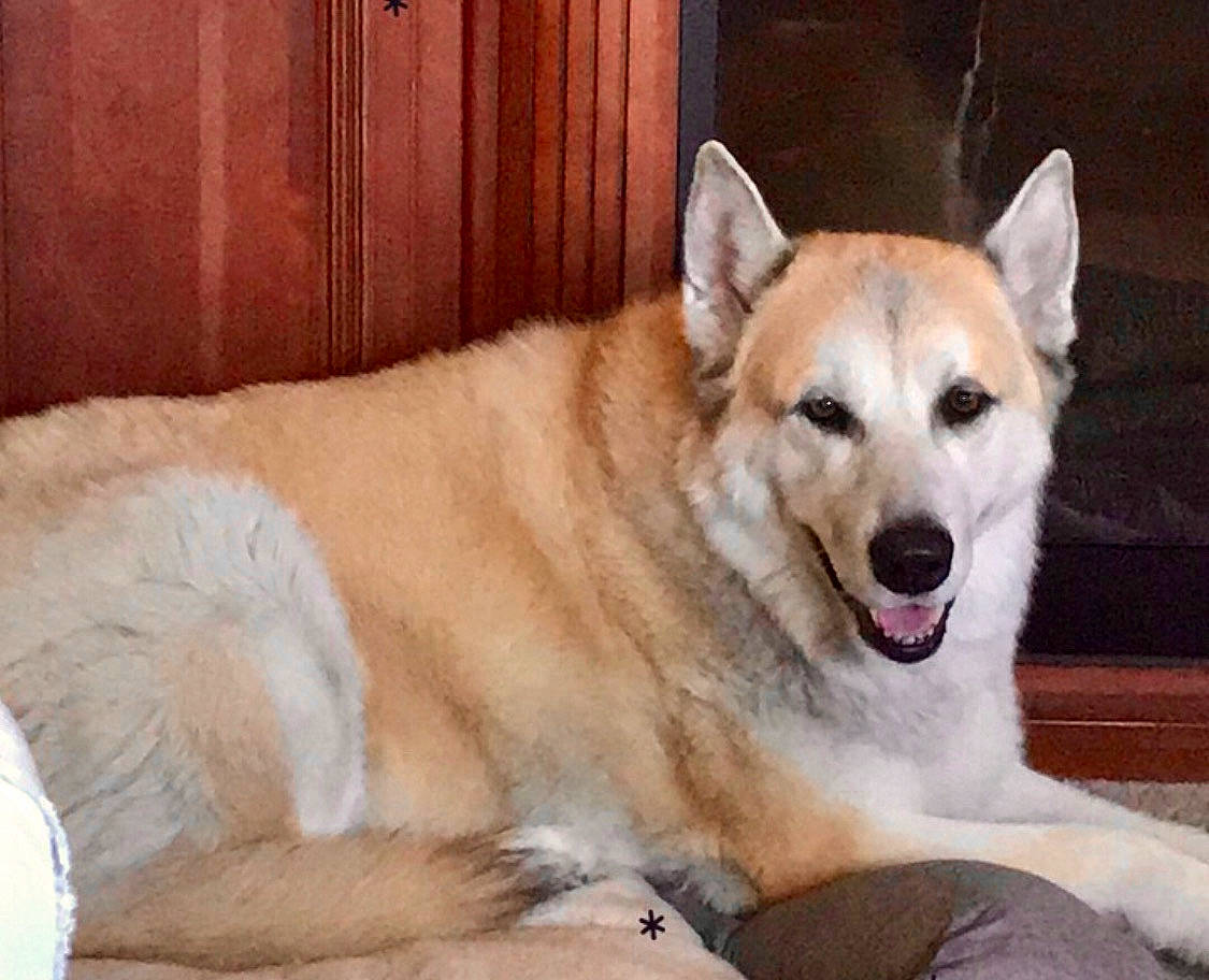 Kodah-chinteh is registered to the contest to win money with this photo: ancient_dog_breeds, canidae, carnivore, collar, companion_dog, dog, dog_breed, dog_supply, fang, fawn, fur, non_sporting_group, snout, sporting_group, tail, terrestrial_animal, whiskers, wood, working_animal, working_dog