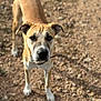 Tara is registered to the contest to win money with this photo: dog, animal, pet, outdoor, ground, rocky, brown, white, ears, face, fur, canine, looking, portrait, standing, collar, nature, daylight, closeup, expression