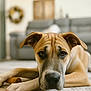 Tara joined the competition — help win amazing prizes! dog, pet, canine, indoor, carpet, living_room, ears, closeup, face, lying_down, brown, furniture, home, portrait, animal, domestic_animal, relaxed, cute, expression, floor