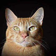 Biloute participe au concours pour gagner de l'argent avec cette photo : alert, animal, background_black, cat, closeup, cute, domestic_cat, ears, face, feline, fur, ginger_cat, green_eyes, isolated, looking, mammal, pet, portrait, studio_lighting, whiskers