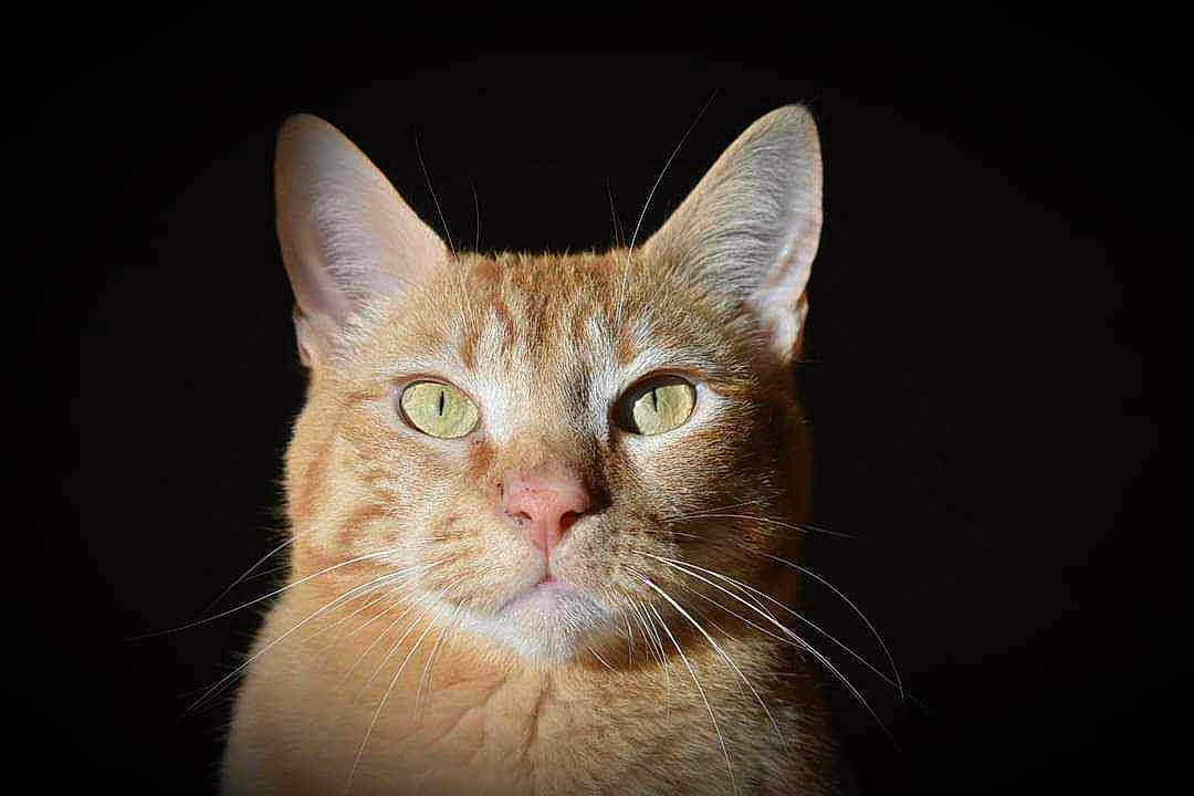Biloute participe au concours pour gagner de l'argent avec cette photo : alert, animal, background_black, cat, closeup, cute, domestic_cat, ears, face, feline, fur, ginger_cat, green_eyes, isolated, looking, mammal, pet, portrait, studio_lighting, whiskers