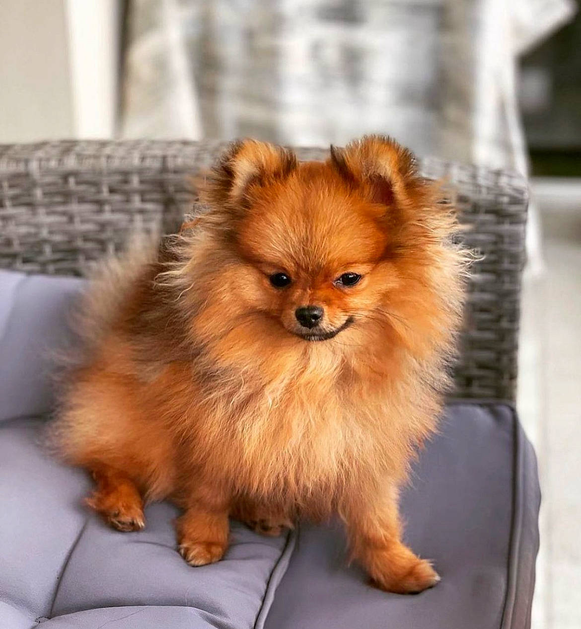Bébé a rejoint le concours — aidez-le/la à gagner de superbes lots ! canidae, carnivore, companion_dog, couch, dog, dog_breed, fawn, fur, german_spitz, liver, non_sporting_group, pomeranian, snout, spitz, sporting_group, terrestrial_animal, toy_dog, volpino_italiano, whiskers, working_animal