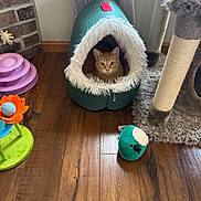 Lena is registered to the contest to win money with this photo: cat, orange_cat, cat_face, pet, pet_bed, cat_cave, furry_trim, scratching_post, cat_tree, plush_toy, green_plush, flower_toy, hardwood_floor, curtain, brick_wall, floor_toy, indoor, resting, curious, cozy