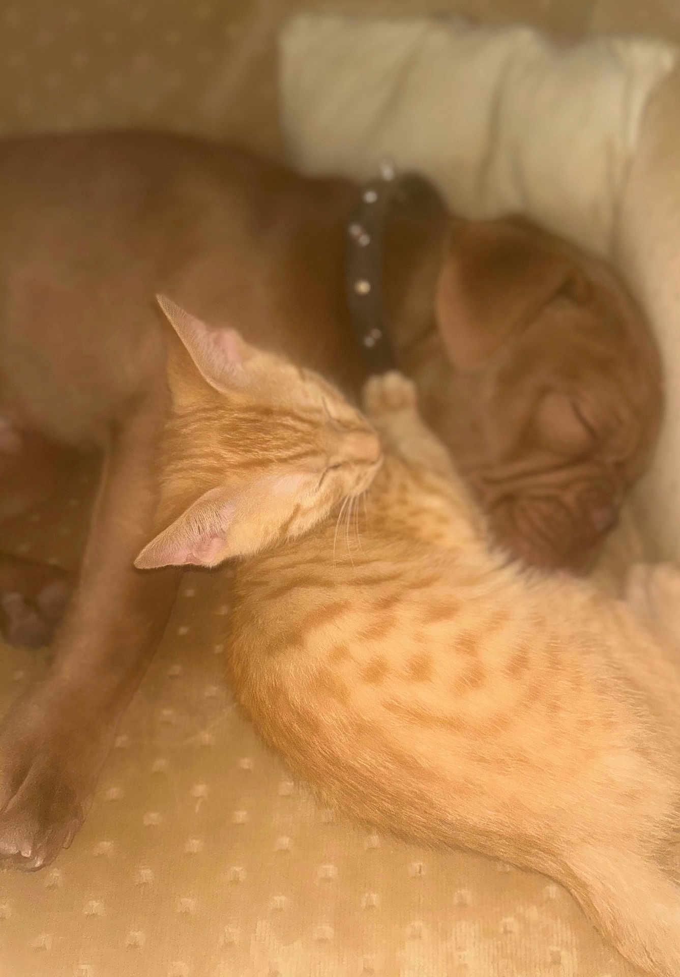 Cuddles joined the competition — help win amazing prizes! cat, dog, sleeping, cuddle, ginger_cat, brown_dog, pet, animal, cozy, nap, furry, closeup, indoor, soft, resting, friendship, cute, companion, fur, paw
