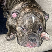 Frogert is registered to the contest to win money with this photo: dog, bulldog, brindle, close_up, lying_down, paws, ears, couch, beige, texture, sleepy, pet, animal, indoor, snout, face, relaxed, cozy, fur, resting