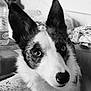 animal, background, black_and_white, close_up, companion, couch, curious, dog, domestic, ears, face, floor, fur, household, indoor, looking, pet, portrait, table, water_bottle