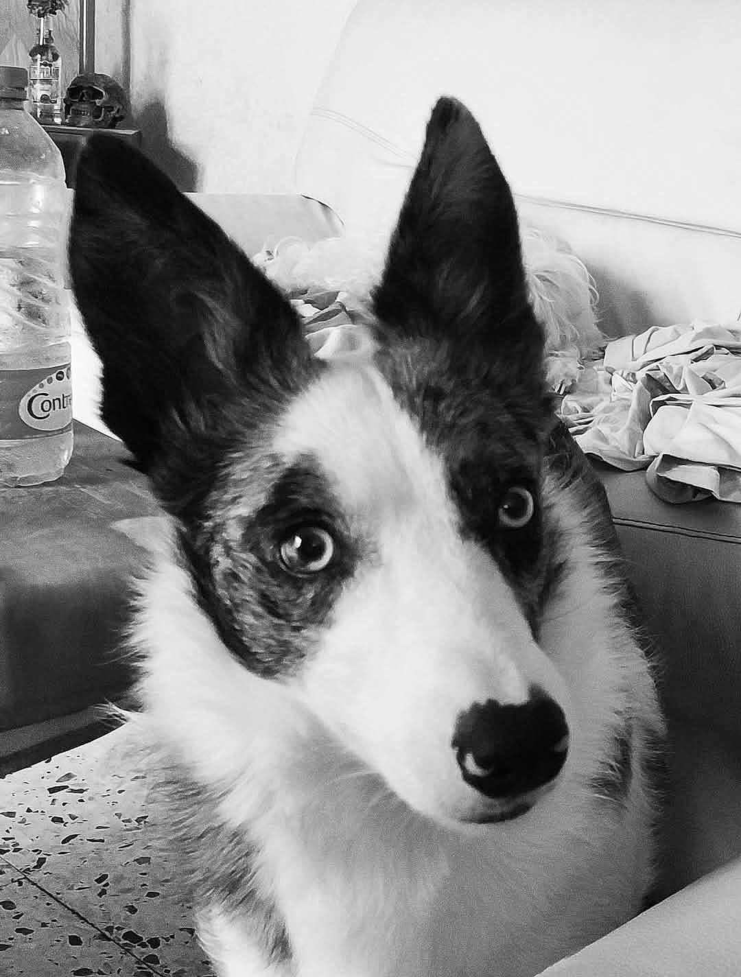 Milka