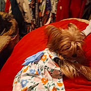 Sophy is registered to the contest to win money with this photo: animal, blurred_background, canine, clothes, colorful, cute, dog, fabric, floral_dress, fur, home, indoor, pattern, pet, red_bedspread, resting, small_dog, soft, textile, wardrobe