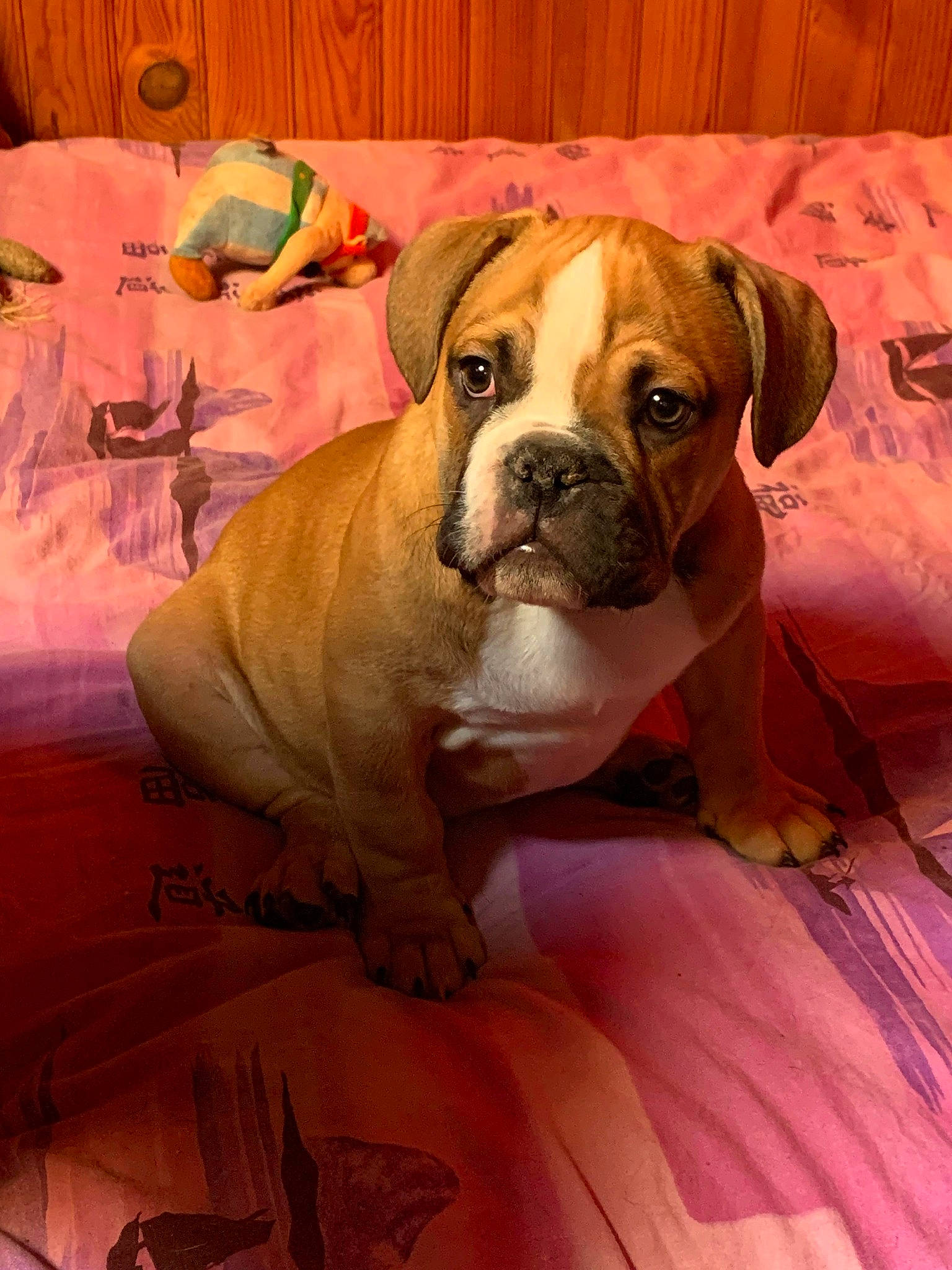 Cerbère a rejoint le concours — aidez-le/la à gagner de superbes lots ! ancient_dog_breeds, boxer, bulldog, canidae, carnivore, comfort, companion_dog, dog, dog_breed, fawn, flooring, hardwood, non_sporting_group, orange, snout, sporting_group, wood, working_animal, working_dog, wrinkle