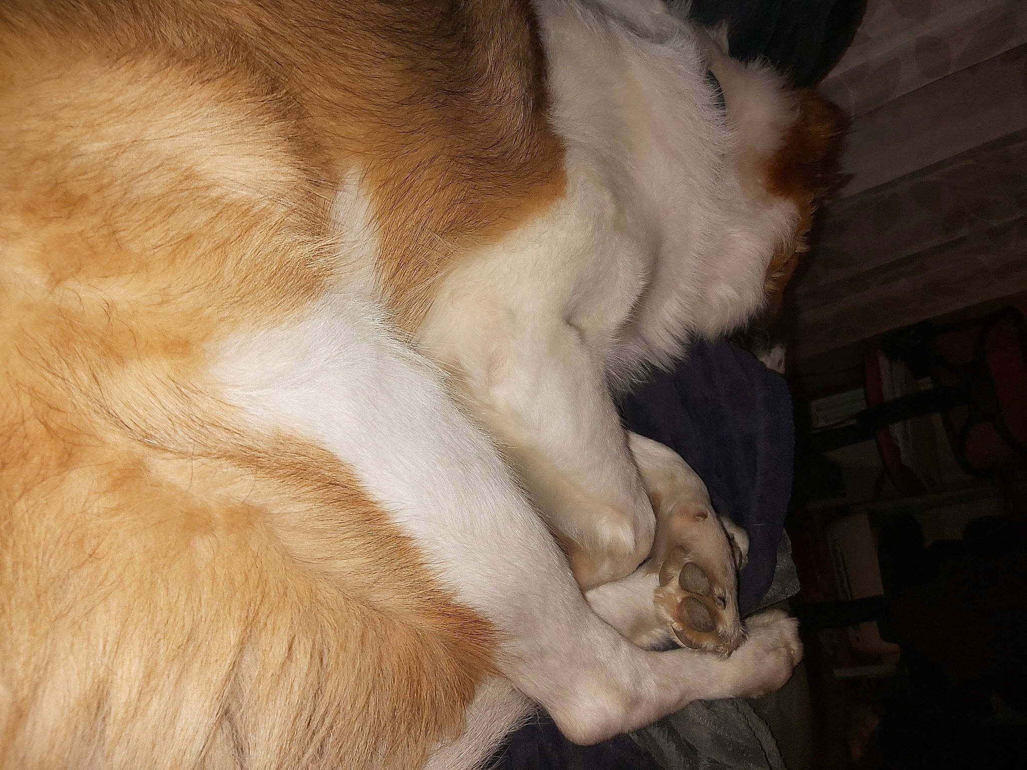 Oliver a rejoint le concours — aidez-le/la à gagner de superbes lots ! canidae, carnivore, companion_dog, dog, dog_breed, ear, fawn, fur, nose, snout, sporting_group, tail, textile