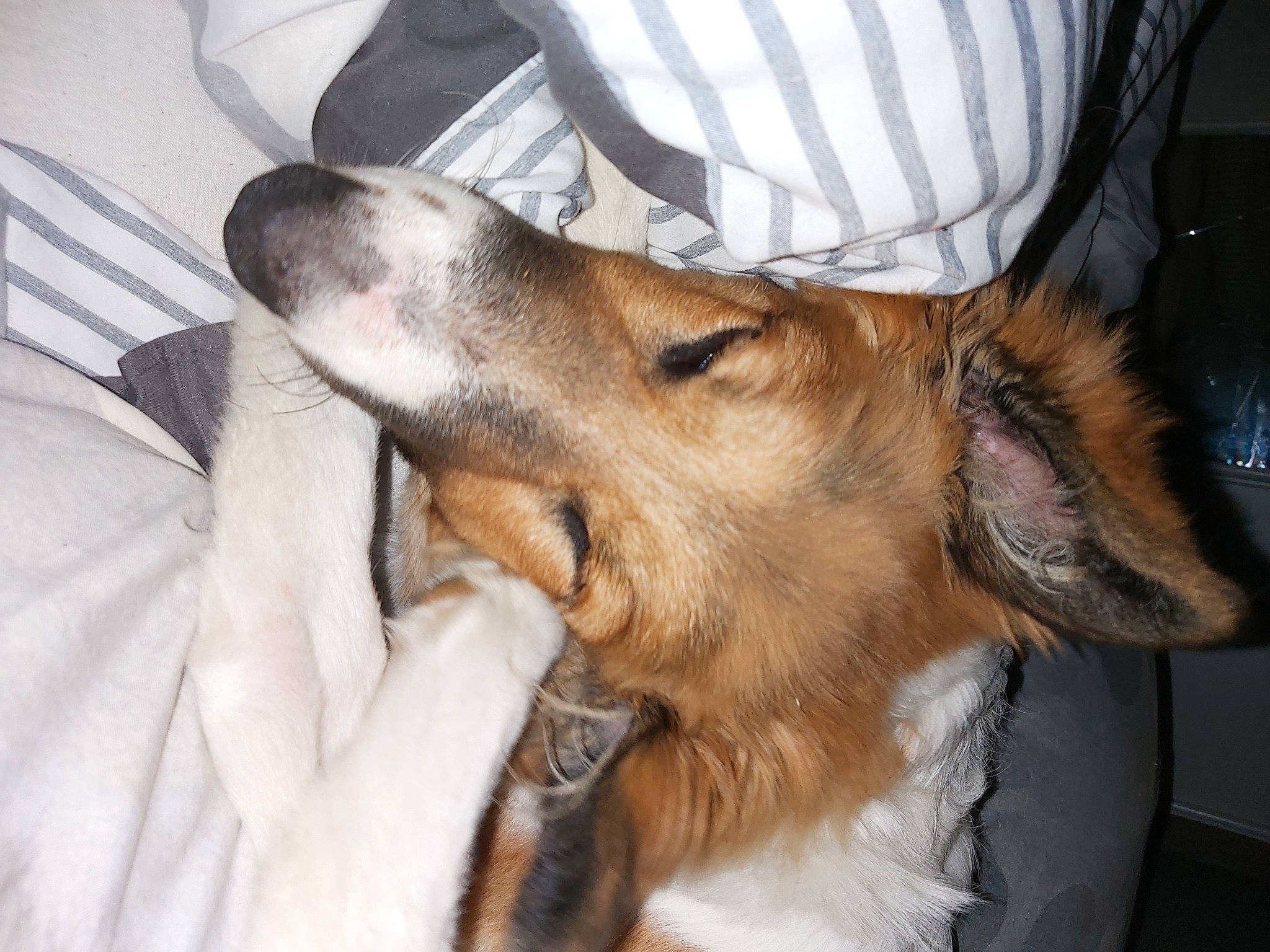 Oliver a rejoint le concours — aidez-le/la à gagner de superbes lots ! canidae, carnivore, companion_dog, dog, dog_breed, ear, fox_terrier, fur, lurcher, mammal, silken_windhound, smooth_collie, snout, vertebrate, whiskers