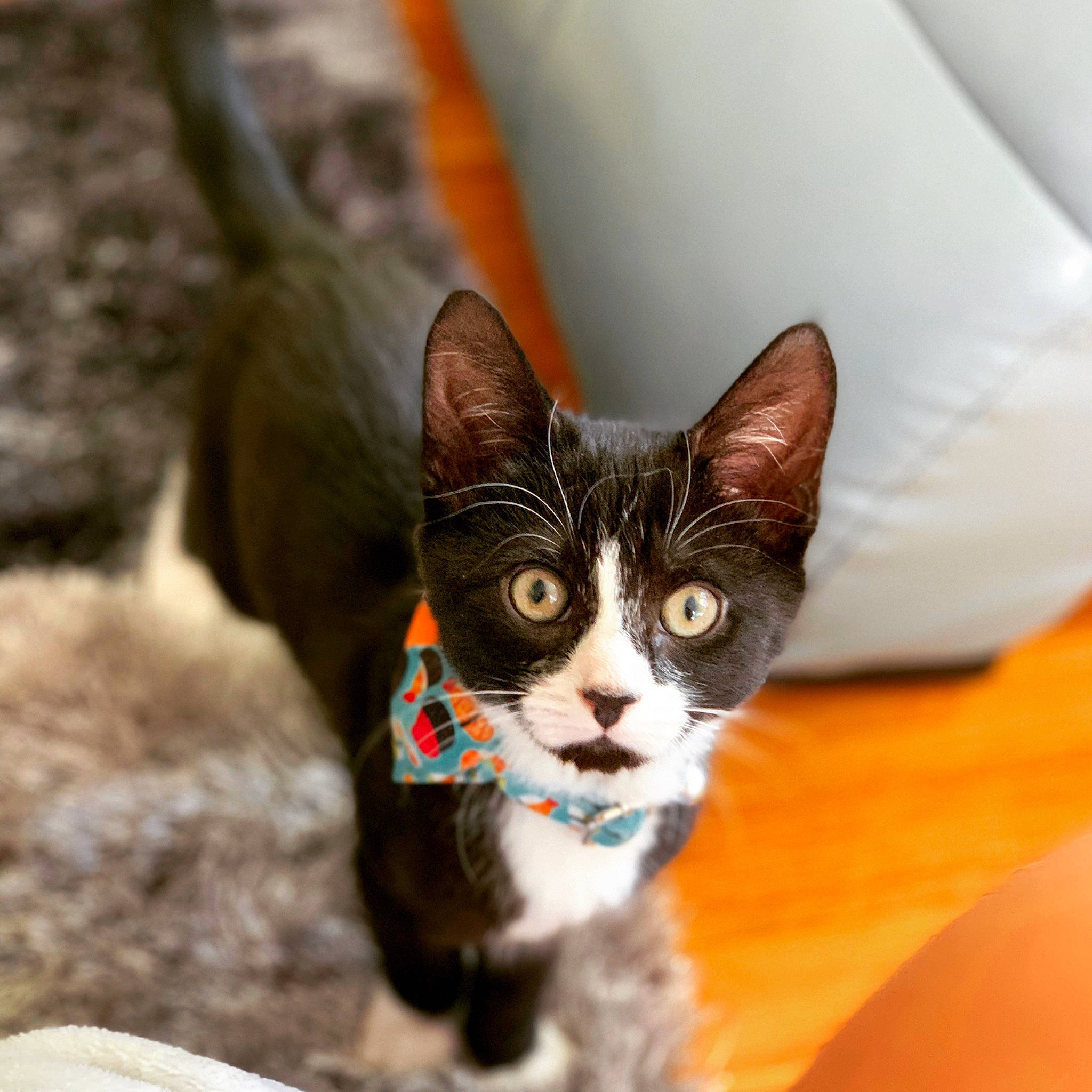 Huey is registered to the contest to win money with this photo: aegean_cat, american_wirehair, asian, carnivore, cat, domestic_short_haired_cat, ear, european_shorthair, eye, felidae, fur, german_rex, kitten, mammal, small_to_medium_sized_cats, snout, tree, whiskers