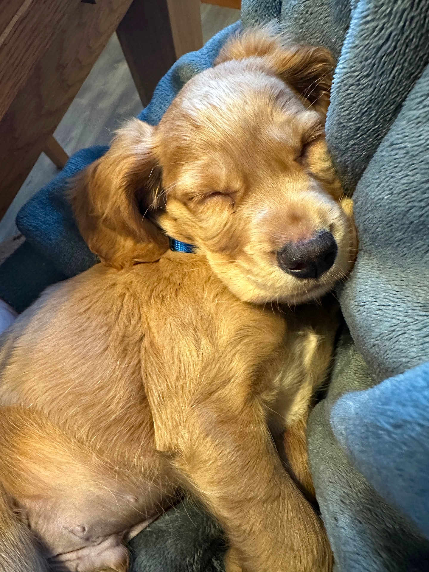 Mac is registered to the contest to win money with this photo: puppy, dog, sleeping, cozy, blanket, close_up, fur, cute, indoor, resting, young, pet, animal, soft, relaxed, snuggled, blue, golden, napping, adorable