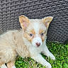 puppy, dog, grass, outdoor, cute, animal, pet, blue_eyes, fluffy, young, nature, resting, summer, small, adorable, fur, canine, laying, curious, backyard