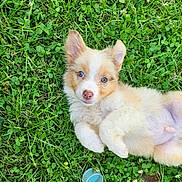 Bali a rejoint le concours — aidez-le/la à gagner de superbes lots ! puppy, dog, grass, greenery, outdoor, cute, pet, lying_down, young, fluffy, ears, eyes, nature, small_object, blue_cup, clover, playful, adorable, summer, relaxed