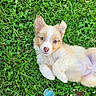 puppy, dog, grass, greenery, outdoor, cute, pet, lying_down, young, fluffy, ears, eyes, nature, small_object, blue_cup, clover, playful, adorable, summer, relaxed