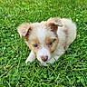 puppy, dog, grass, greenery, outdoor, cute, animal, young, pet, fur, nature, laying_down, small_flowers, curious, adorable, white, brown, mammal, close_up, daylight
