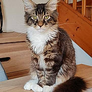 Stitch participe au concours pour gagner de l'argent avec cette photo : cat, cozy, domestic_animal, feline, fluffy_tail, fur, green_eyes, house, indoor, long_hair, looking_at_camera, pet, portrait, sitting, stairs, tabby, table, whiskers, white_paws, wooden_furniture