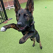 Sigmund Von Froyd joined the competition — help win amazing prizes! dog, german_shepherd, jumping, playful, outdoor, green_turf, fence, pet, animal, ears_up, happy, active, canine, yard, grass, brown, black, tongue, paw, muzzle