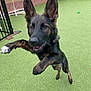 dog, german_shepherd, jumping, playful, outdoor, green_turf, fence, pet, animal, ears_up, happy, active, canine, yard, grass, brown, black, tongue, paw, muzzle