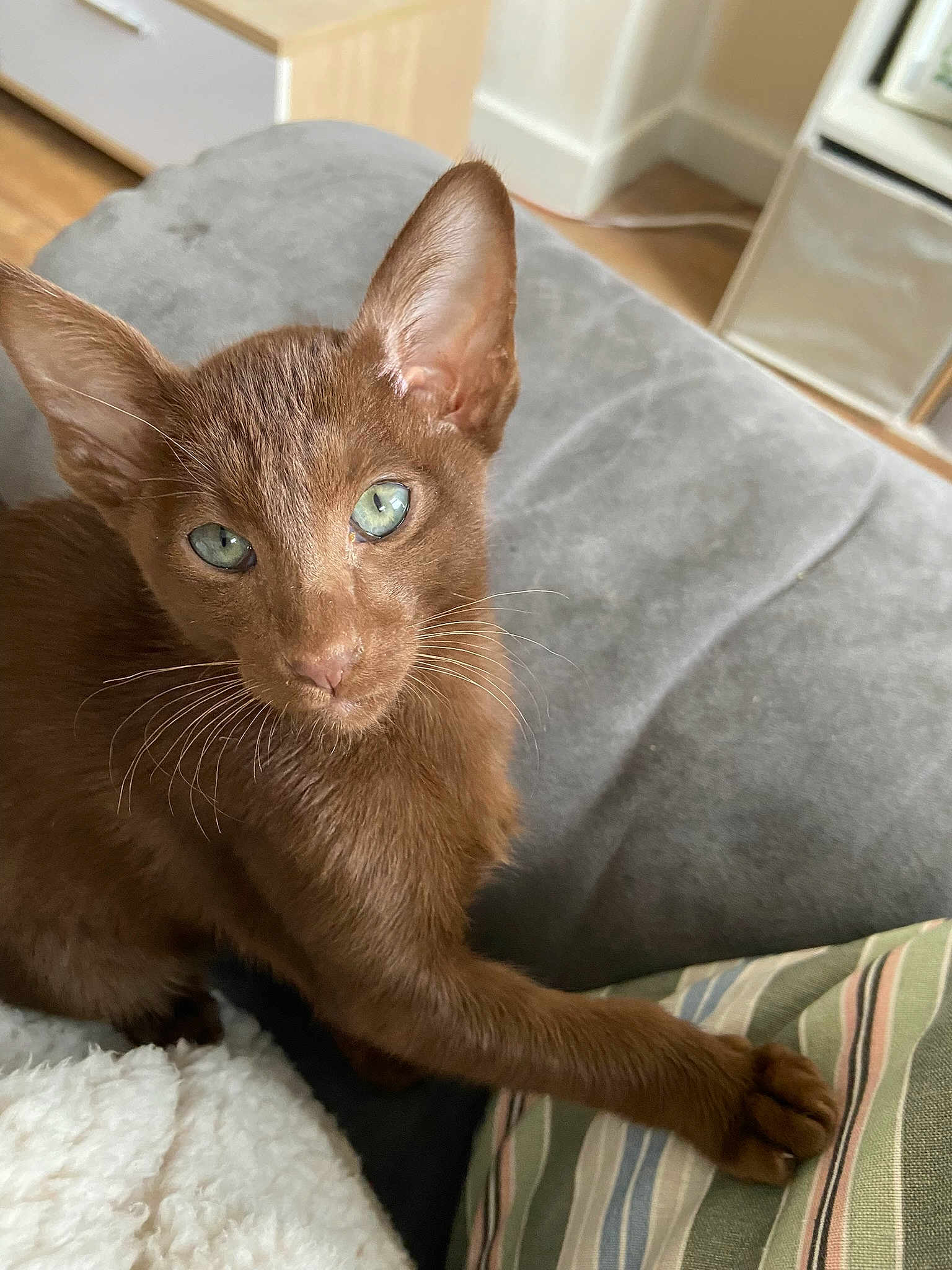 Jasper