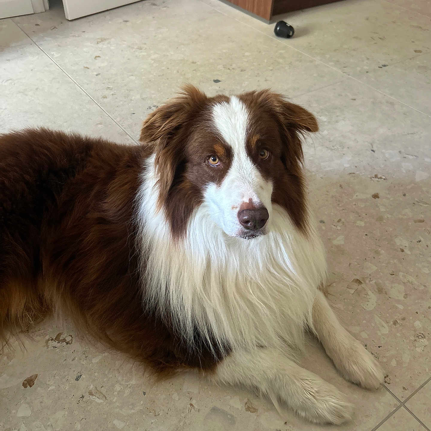Rico participe au concours pour gagner de l'argent avec cette photo : dog, border_collie, brown_and_white, fluffy, long_hair, lying_down, portrait, pet, animal, canine, face, eyes, nose, ears, fur, white_markings, indoor, tile_floor, home, relaxed