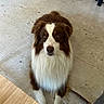 Rico a rejoint le concours — aidez-le/la à gagner de superbes lots ! dog, border_collie, brown_and_white, fluffy, long_hair, pet, animal, sitting, portrait, looking_at_camera, face, eyes, nose, paws, fur, leash, tile_floor, indoor, cardboard_box, home