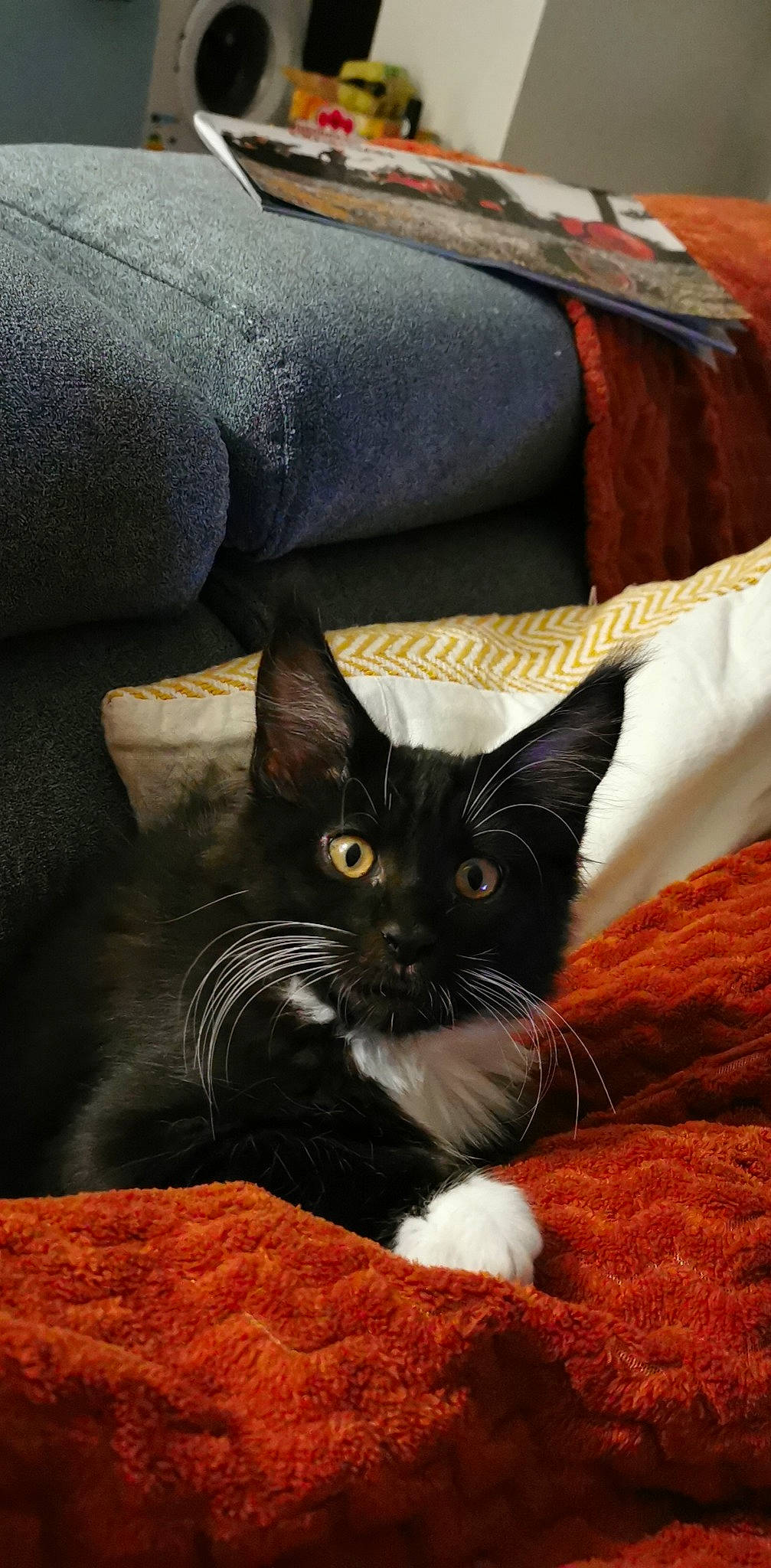 Tapas a rejoint le concours — aidez-le/la à gagner de superbes lots ! black_cat, carnivore, cat, cat_supply, claw, comfort, domestic_short_haired_cat, felidae, fur, grey, linens, pattern, small_to_medium_sized_cats, snout, tail, terrestrial_animal, whiskers