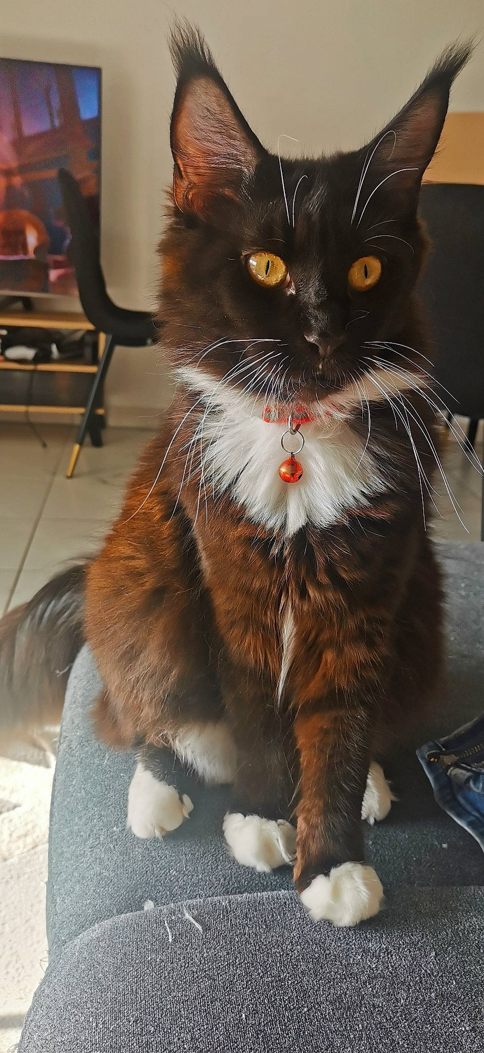 Tapas a rejoint le concours — aidez-le/la à gagner de superbes lots ! black_cat, carnivore, cat, claw, collar, companion_dog, domestic_short_haired_cat, fawn, felidae, fur, paw, sitting, small_to_medium_sized_cats, snout, tail, terrestrial_animal, whiskers