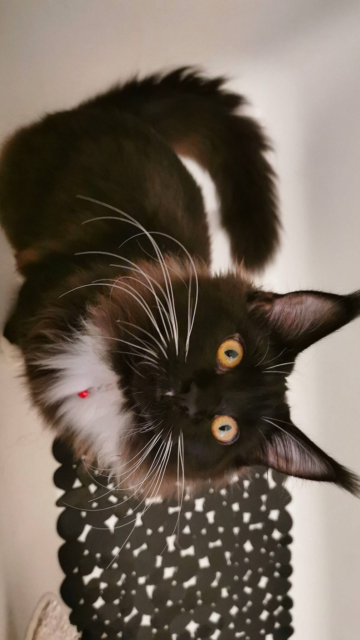 Tapas a rejoint le concours — aidez-le/la à gagner de superbes lots ! black_cat, carnivore, cat, claw, close_up, domestic_short_haired_cat, eye, eyelash, fashion_accessory, felidae, fur, head, organism, pattern, paw, small_to_medium_sized_cats, snout, tail, vertebrate, whiskers