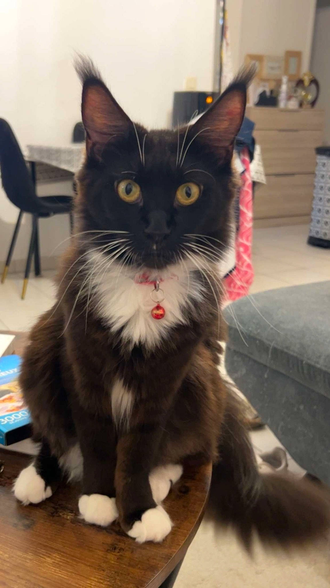 Tapas a rejoint le concours — aidez-le/la à gagner de superbes lots ! black_cat, box, carnivore, cat, chair, claw, domestic_short_haired_cat, felidae, flooring, foot, fur, lap, paw, sitting, small_to_medium_sized_cats, snout, tail, whiskers