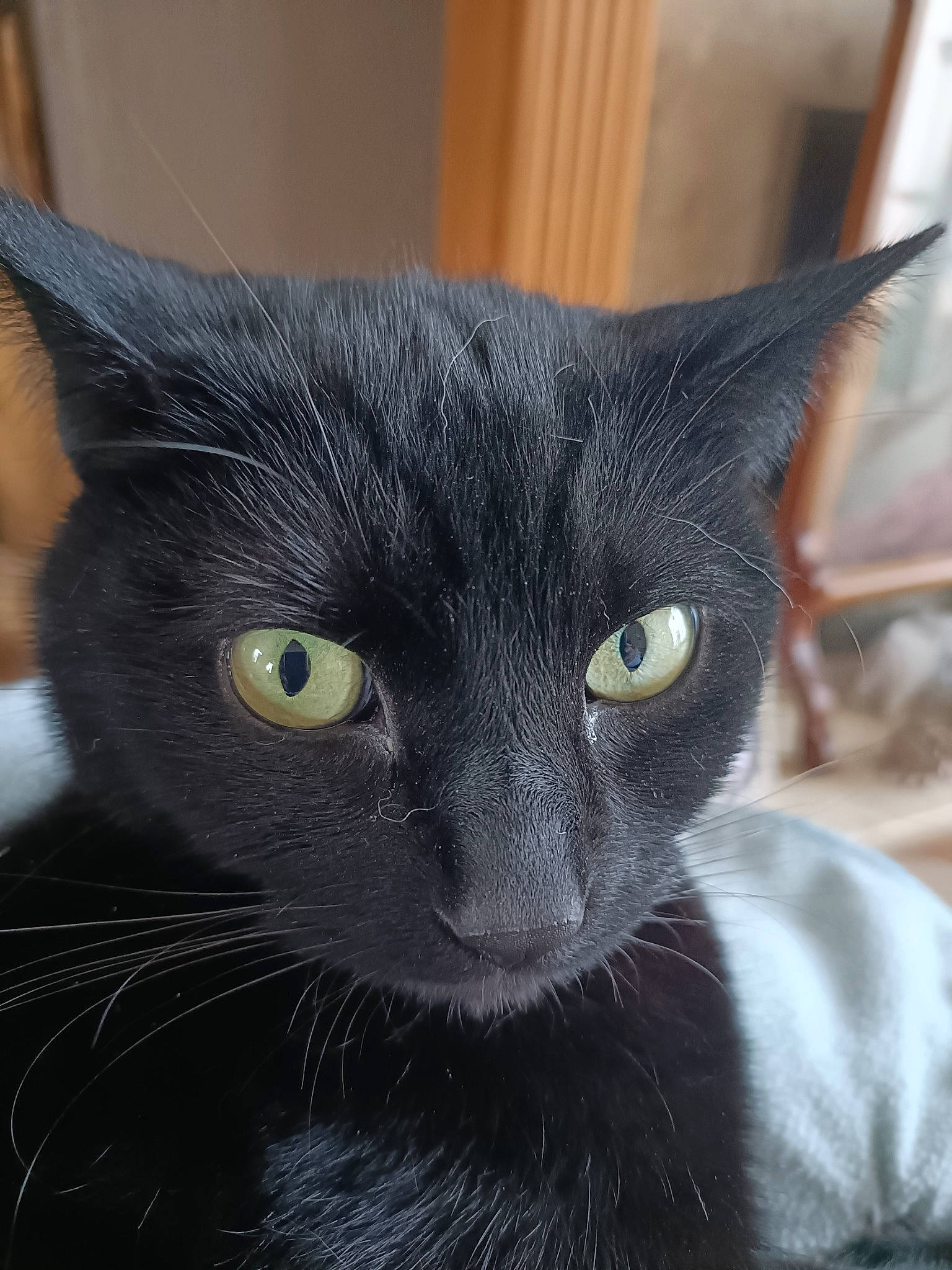 Keegan joined the competition — help win amazing prizes! black_cat, bombay, carnivore, cat, domestic_short_haired_cat, felidae, fur, havana_brown, head, iris, small_to_medium_sized_cats, snout, terrestrial_animal, whiskers