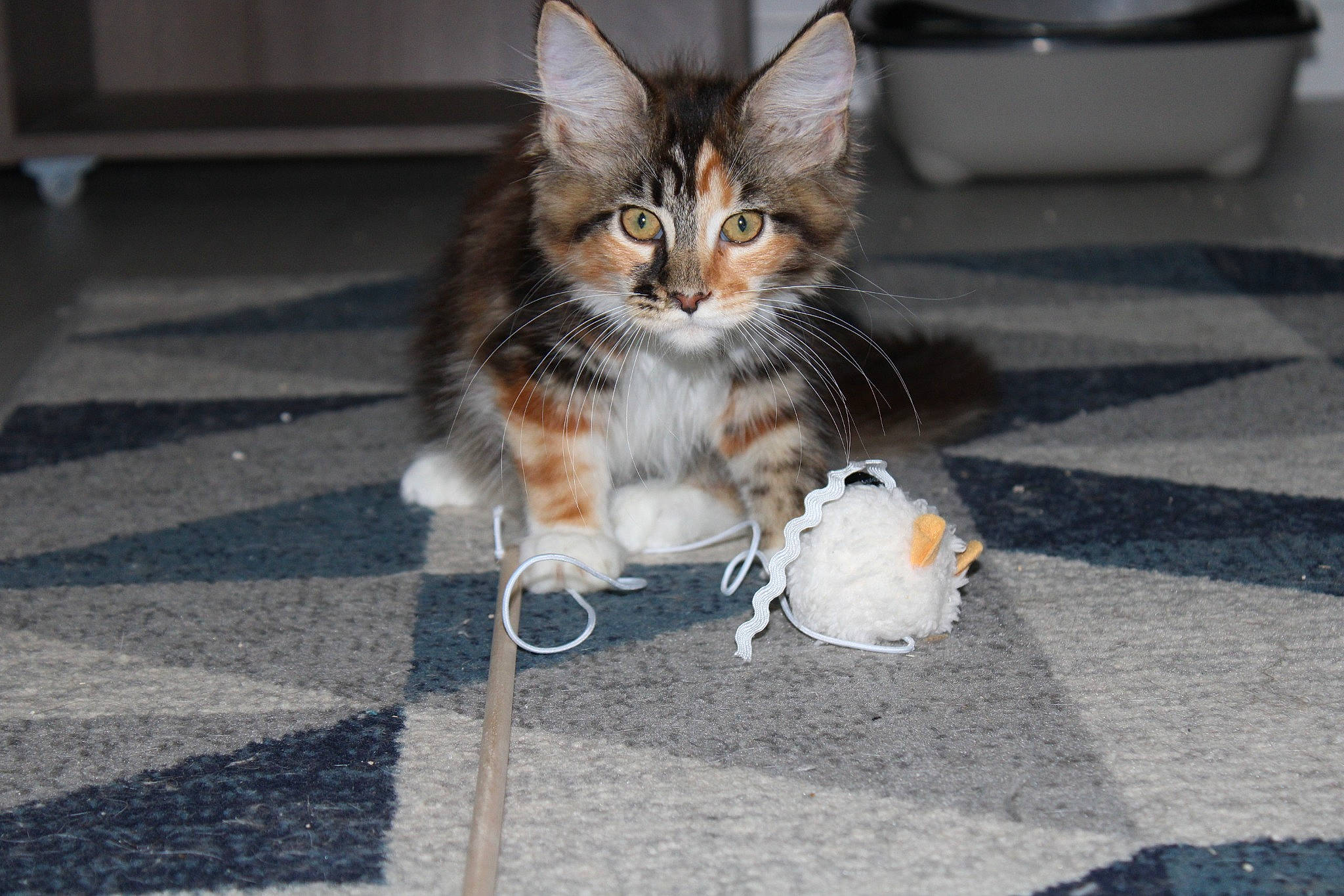 Uoomy participe au concours pour gagner de l'argent avec cette photo : asphalt, carnivore, cat, claw, domestic_short_haired_cat, felidae, floor, flooring, fur, grey, paw, road, road_surface, sidewalk, small_to_medium_sized_cats, snout, street, tail, whiskers, wood