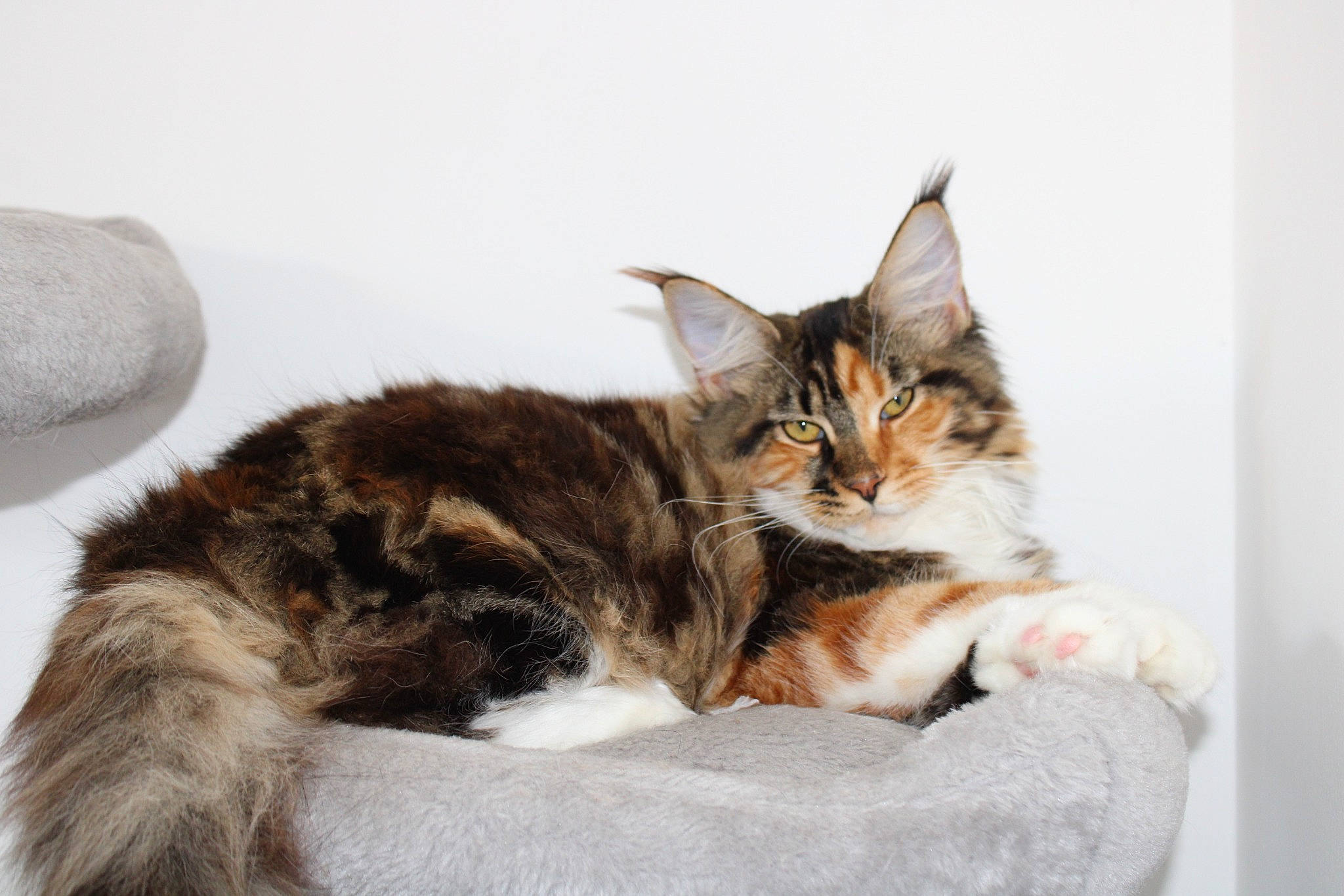 Uoomy participe au concours pour gagner de l'argent avec cette photo : carnivore, cat, cat_supply, claw, comfort, domestic_short_haired_cat, felidae, fur, paw, sitting, small_to_medium_sized_cats, tail, whiskers