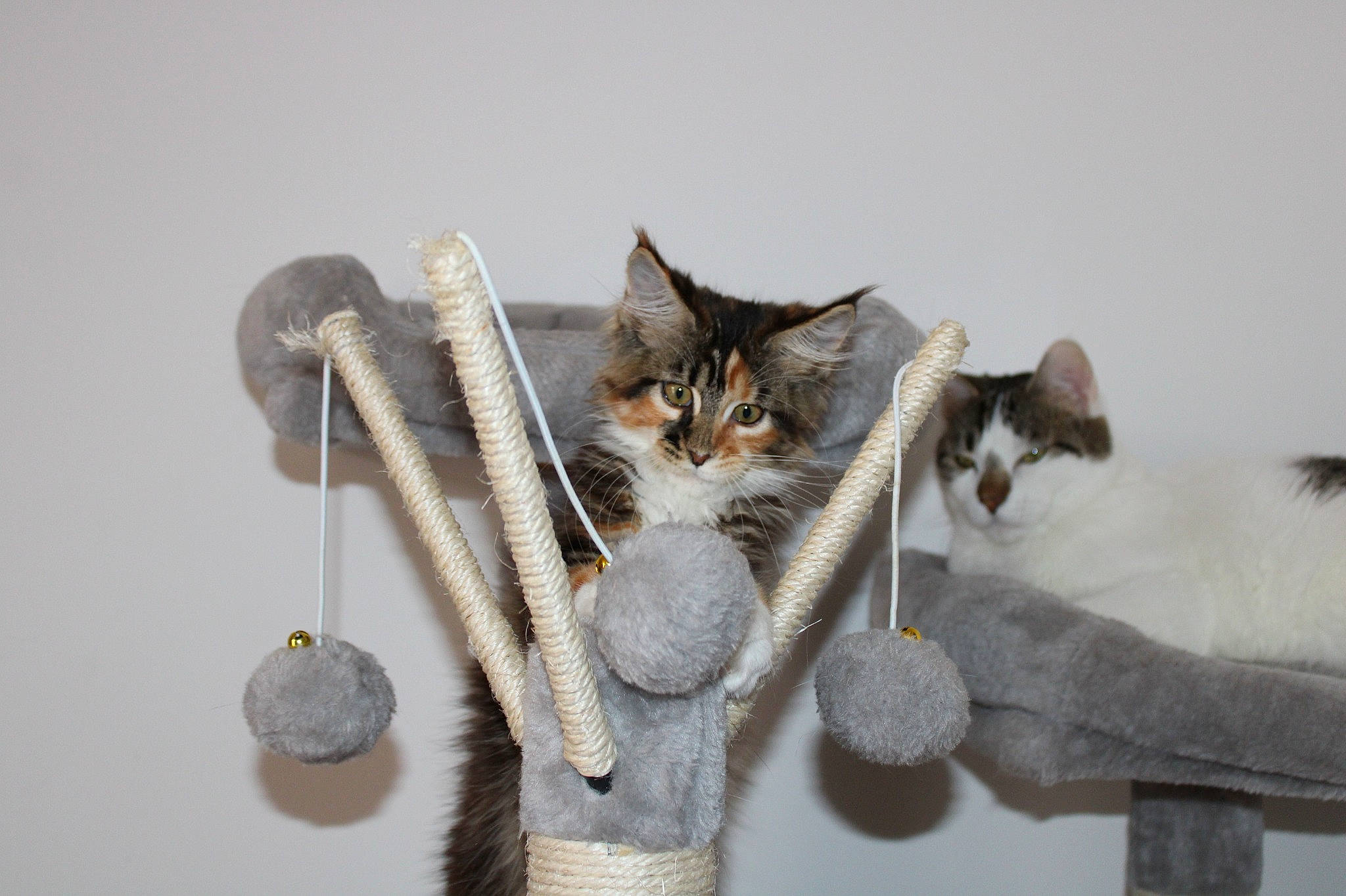 Uoomy a rejoint le concours — aidez-le/la à gagner de superbes lots ! art, carnivore, cat, domestic_short_haired_cat, fawn, felidae, fur, grey, paw, small_to_medium_sized_cats, tail, thread, tree, twig, whiskers, winter, wood, wool