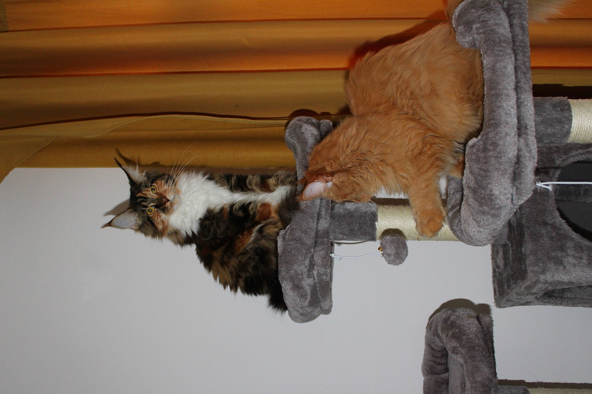 Uoomy a rejoint le concours — aidez-le/la à gagner de superbes lots ! art, carnivore, cat, claw, domestic_short_haired_cat, fawn, felidae, fur, small_to_medium_sized_cats, tail, vertebrate, whiskers, wood