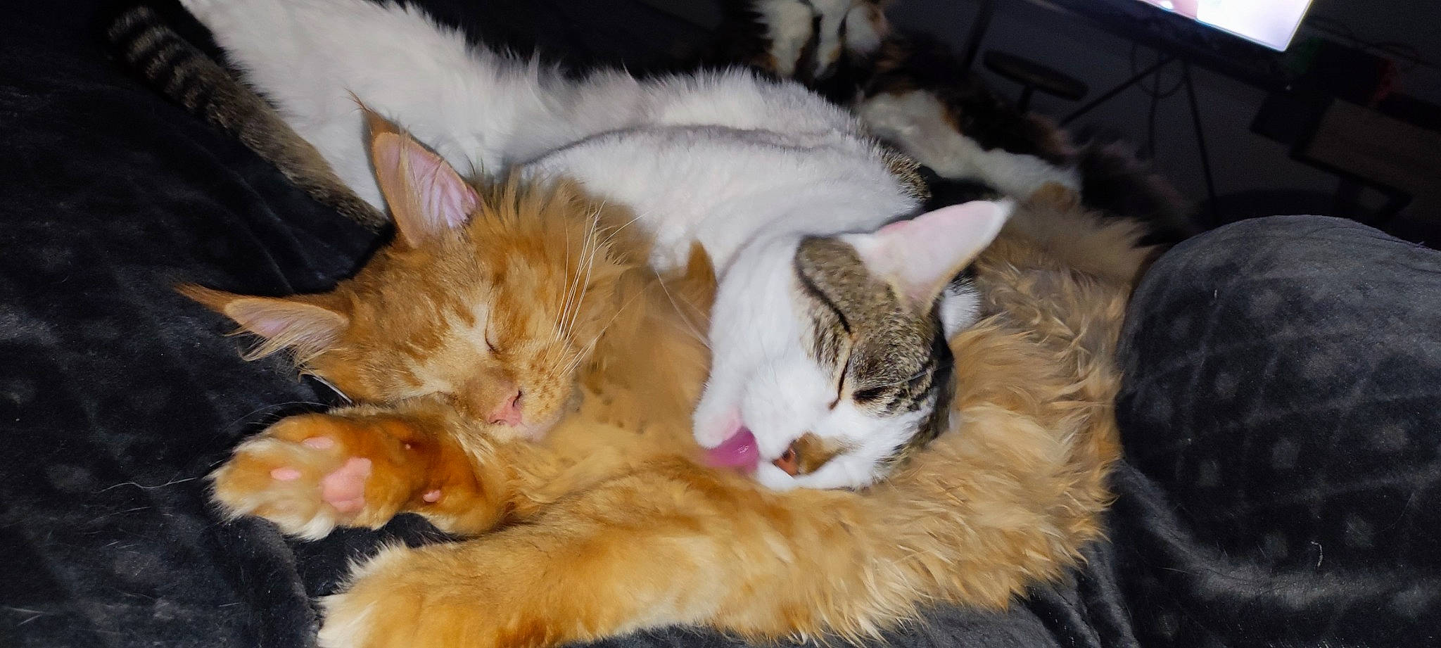 Urkos participe au concours pour gagner de l'argent avec cette photo : carnivore, cat, claw, comfort, domestic_short_haired_cat, fawn, felidae, fur, mammal, nap, paw, sleep, small_to_medium_sized_cats, snout, tail, tree, vertebrate, whiskers