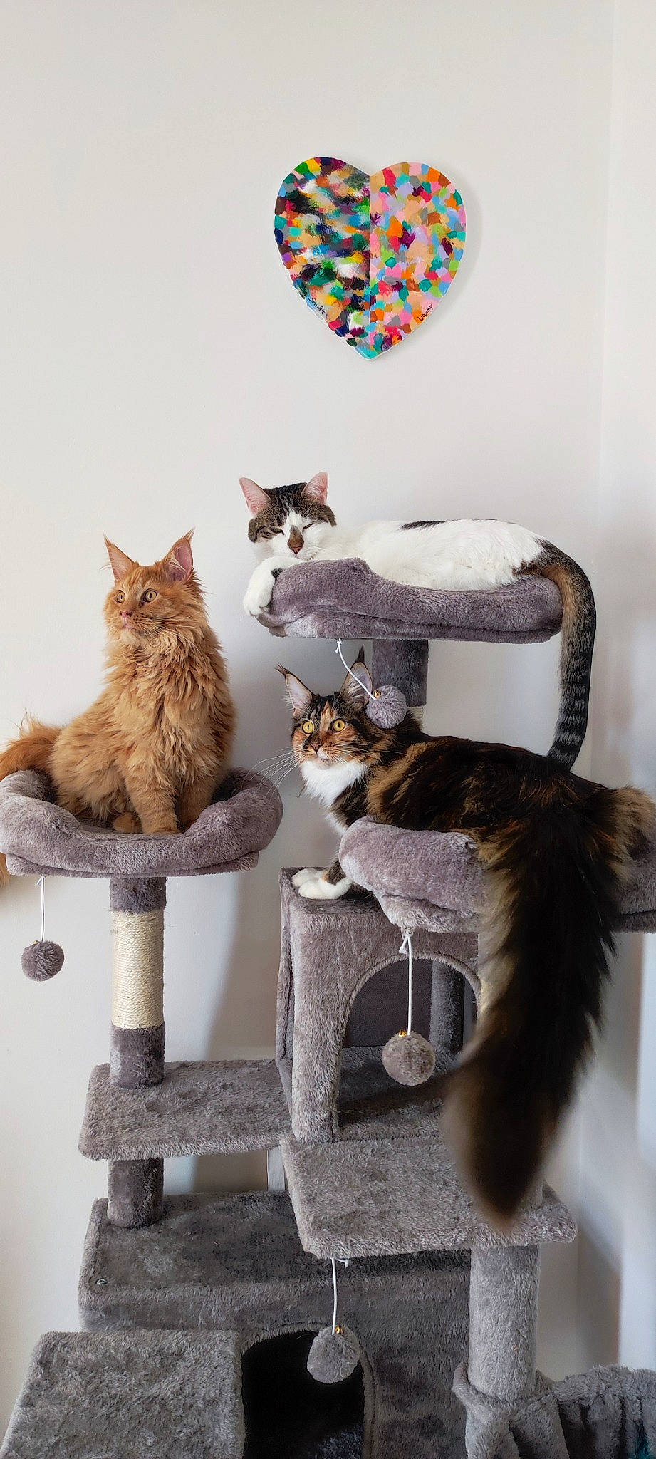 Urkos participe au concours pour gagner de l'argent avec cette photo : carnivore, cat, cat_supply, comfort, domestic_short_haired_cat, fawn, felidae, fur, mammal, pet_supply, plant, room, sitting, small_to_medium_sized_cats, tail, tree, vertebrate, whiskers, window, wood