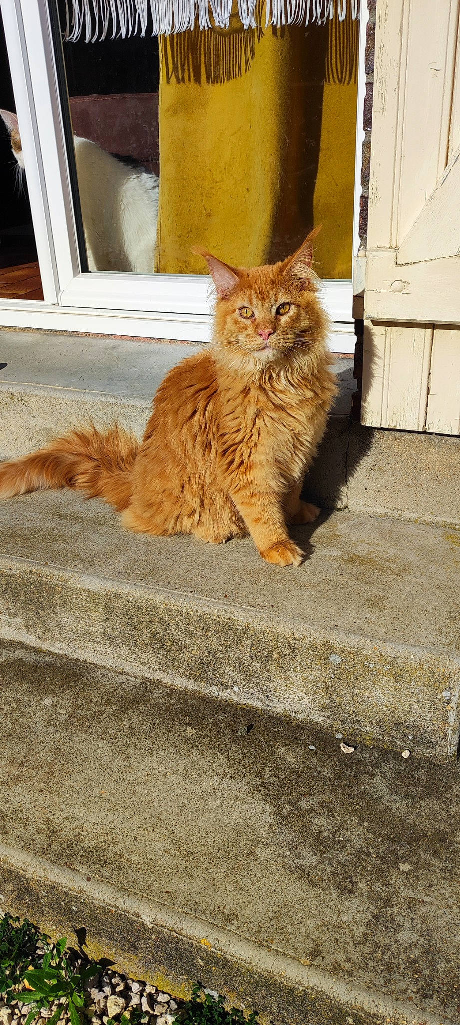 Urkos participe au concours pour gagner de l'argent avec cette photo : asphalt, carnivore, cat, domestic_short_haired_cat, door, eye, fawn, felidae, flooring, human_leg, paw, plant, road_surface, small_to_medium_sized_cats, snout, tail, terrestrial_animal, whiskers, window, wood