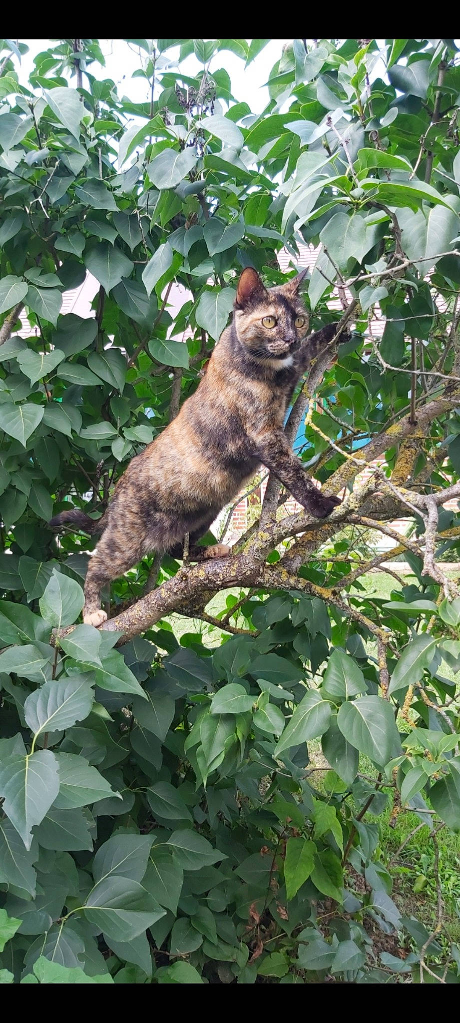 Minouche a rejoint le concours — aidez-le/la à gagner de superbes lots ! branch, carnivore, cat, domestic_short_haired_cat, fawn, felidae, fur, groundcover, jungle, plant, small_to_medium_sized_cats, snout, tail, terrestrial_animal, terrestrial_plant, tree, trunk, twig, whiskers, wood