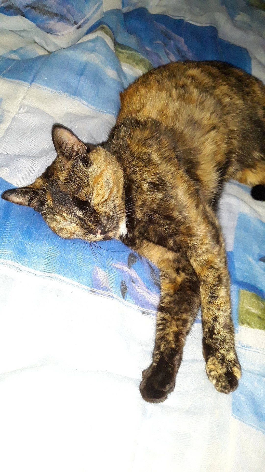 Minouche a rejoint le concours — aidez-le/la à gagner de superbes lots ! brown, carnivore, cat, claw, comfort, domestic_short_haired_cat, felidae, fur, small_to_medium_sized_cats, snout, tail, terrestrial_animal, whiskers