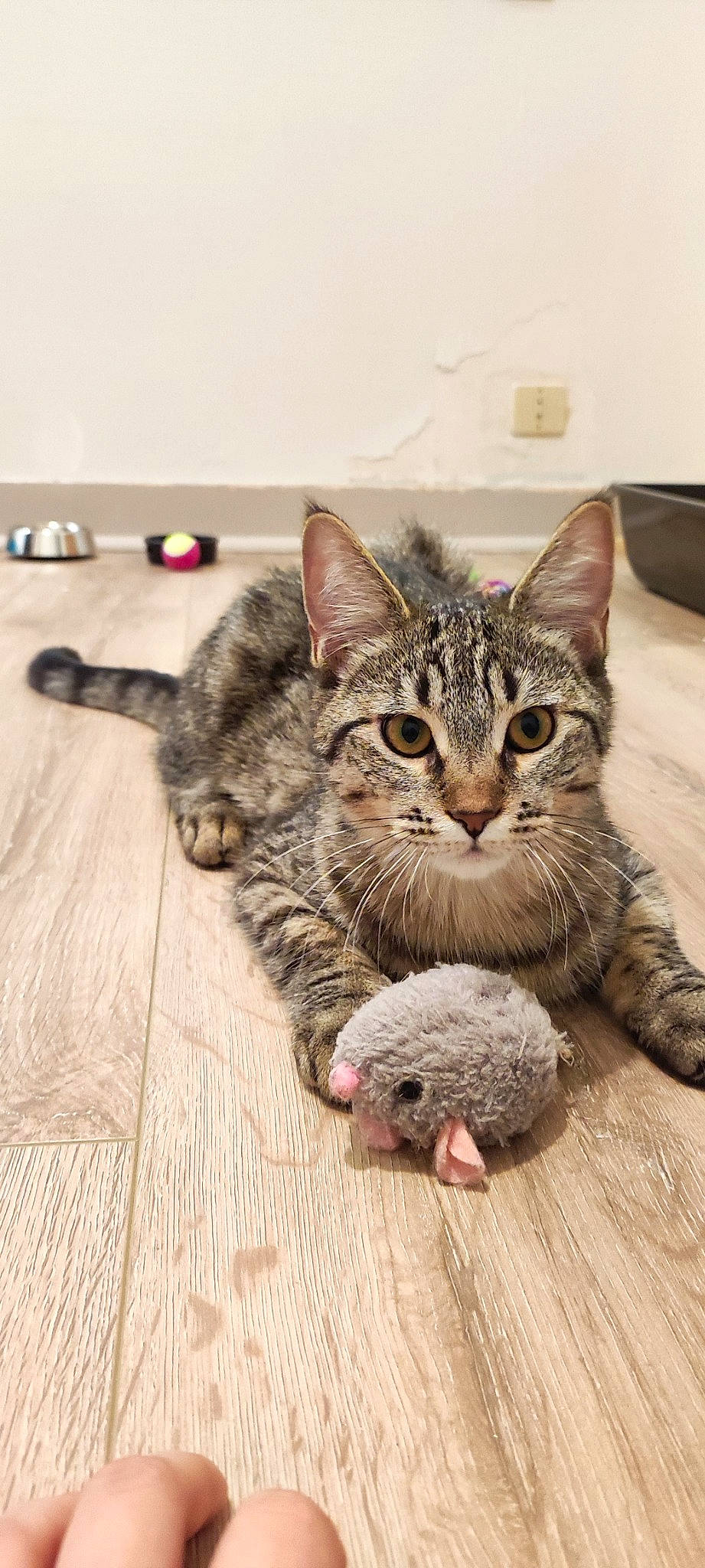 Sidney participe au concours pour gagner de l'argent avec cette photo : carnivore, cat, claw, domestic_short_haired_cat, felidae, flooring, foot, fur, grey, hardwood, paw, sitting, small_to_medium_sized_cats, snout, tail, terrestrial_animal, varnish, whiskers, wildlife, wood