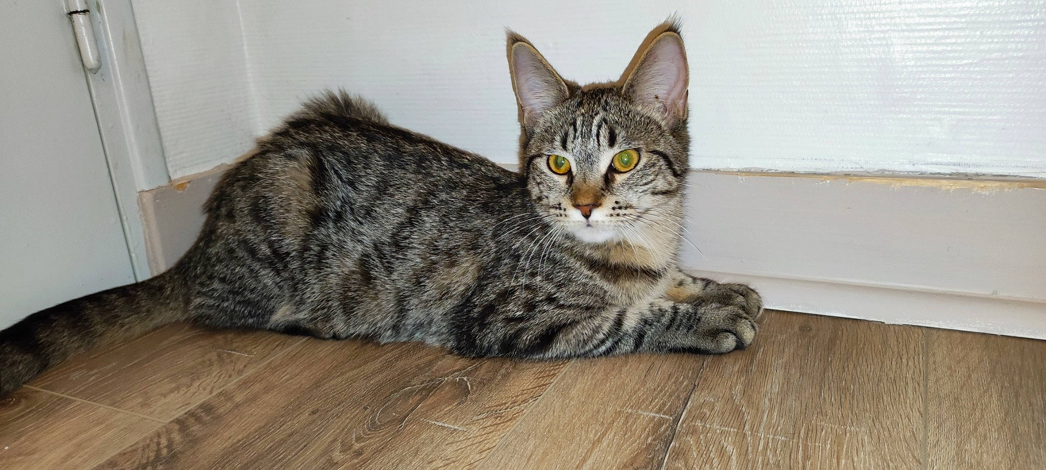 Sidney participe au concours pour gagner de l'argent avec cette photo : carnivore, cat, domestic_short_haired_cat, felidae, flooring, fur, grey, hardwood, laminate_flooring, paw, sitting, small_to_medium_sized_cats, snout, tail, terrestrial_animal, varnish, whiskers, wood, wood_flooring, wood_stain