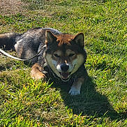 Denji joined the competition — help win amazing prizes! animal, canine, daytime, dog, ears, fur, grass, greenery, happy, leash, lying_down, muzzle, nature, outdoor, pet, relaxed, shadow, shiba_inu, summer, sunlight
