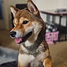 dog, puppy, shiba_inu, indoor, pet, canine, tongue_out, cute, animal, fur, ears, happy, portrait, looking_away, blurred_background, floor, table, chair, household, mammal